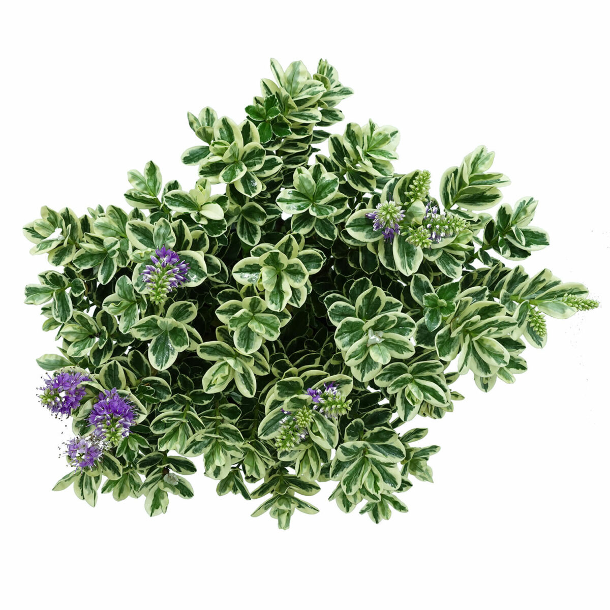 Hebe Veronica - immagine 8