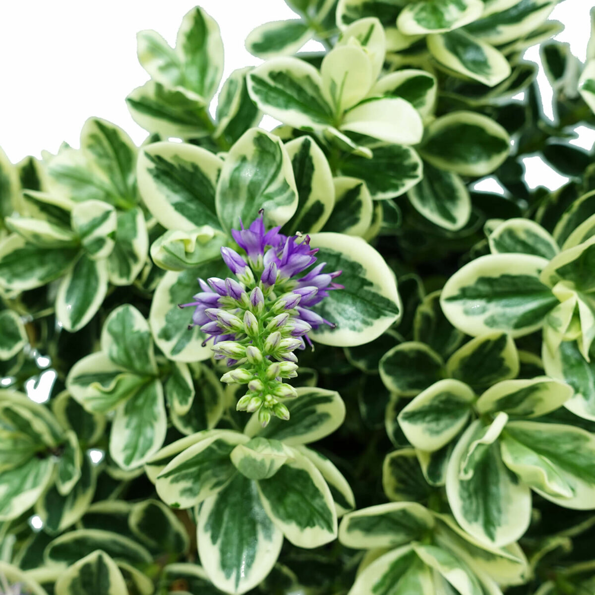 Hebe Veronica - immagine 9