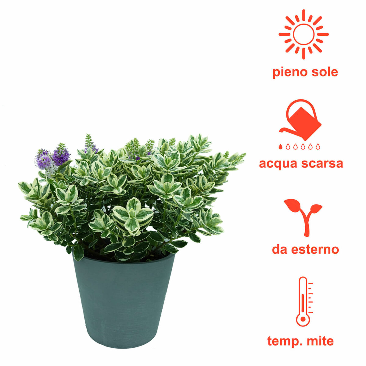 Hebe Veronica - immagine 12