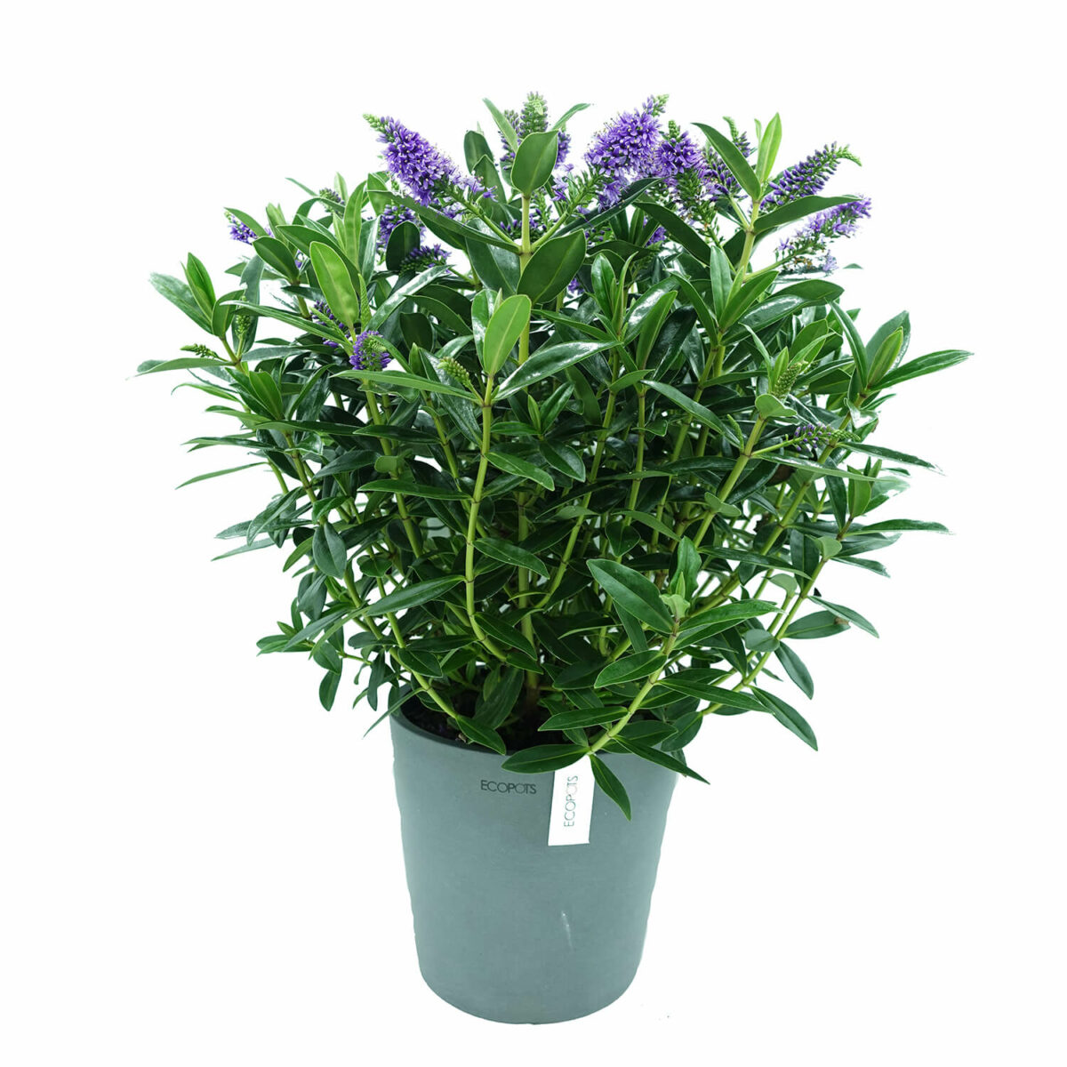 Hebe Veronica