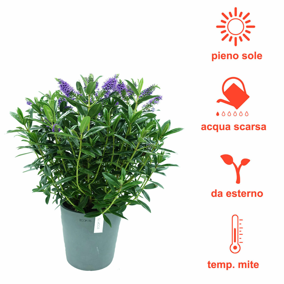 Hebe Veronica - immagine 5